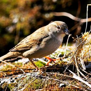 House Sparrow