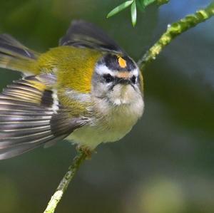 Sommergoldhähnchen