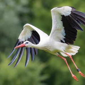 White Stork