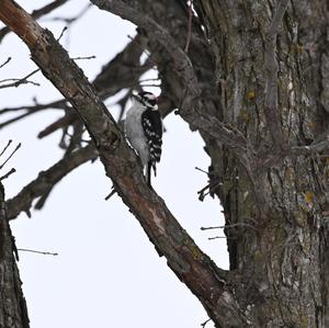 Downy Woodpecker