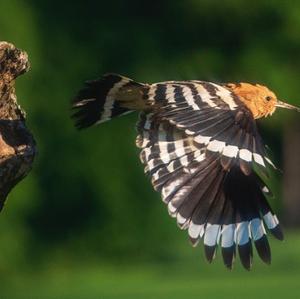 Eurasian Hoopoe