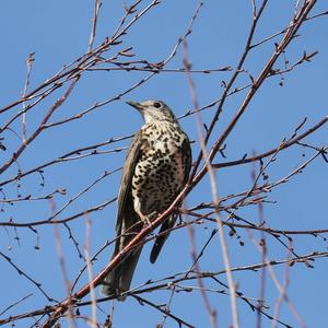 Mistle Thrush