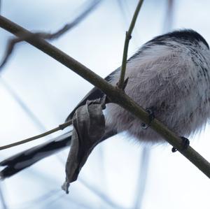 Long-tailed Tit