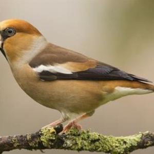 Hawfinch