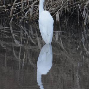 Great Egret