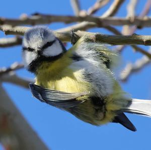 Blue Tit