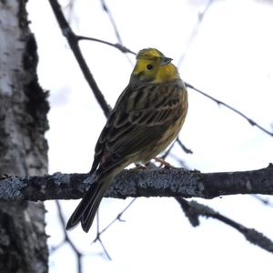 Yellowhammer