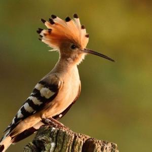 Eurasian Hoopoe