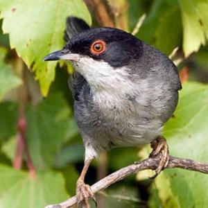 Sardinian Warbler