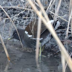 Common Moorhen