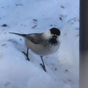 Willow Tit