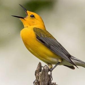 Eurasian Golden Oriole