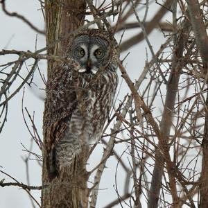 Great Grey Owl