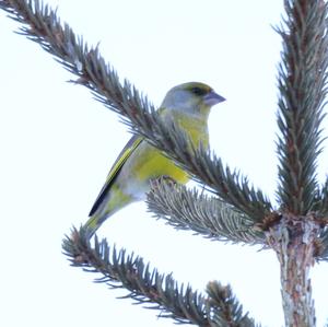 European Greenfinch