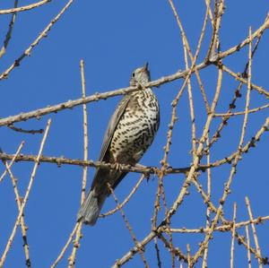 Mistle Thrush