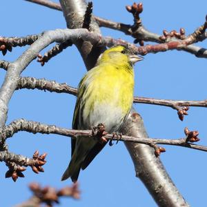 Eurasian Siskin