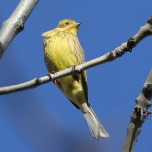 Yellowhammer