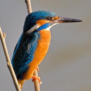 Common Kingfisher