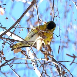 Eurasian Siskin