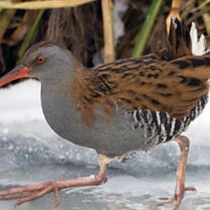 Water Rail