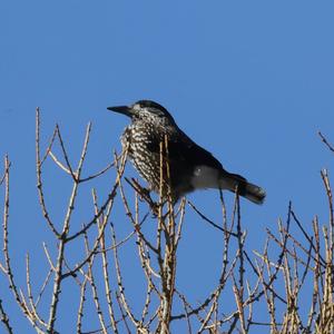 Spotted Nutcracker