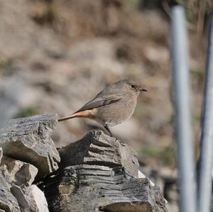 Black Redstart