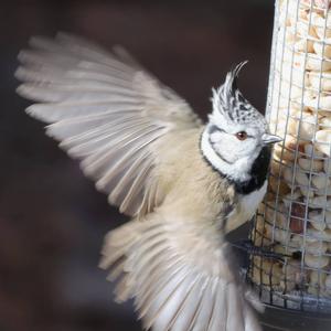 Crested Tit