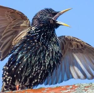 Common Starling