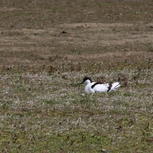 Pied Avocet