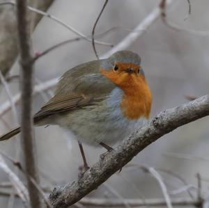 European Robin