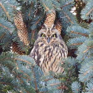 Short-eared Owl