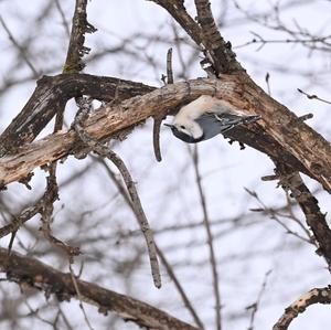 White-breasted Nuthatch