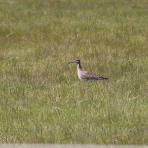 Eurasian Curlew