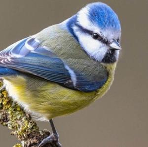 Blue Tit