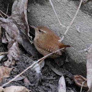 Winter Wren