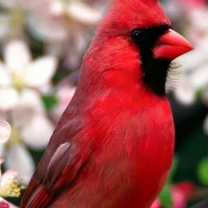 Northern Cardinal