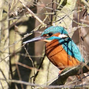 Common Kingfisher