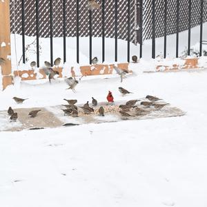 Northern Cardinal