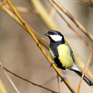 Great Tit