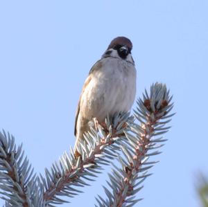 Eurasian Tree Sparrow