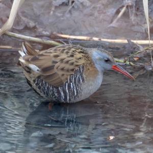 Water Rail