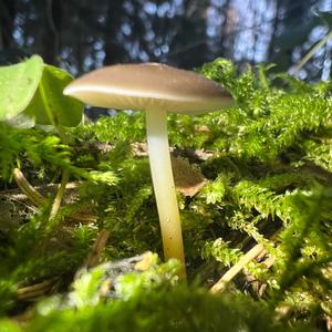 Spruce-cone Toadstool