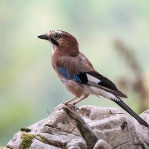 Eurasian Jay