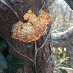 Cinnabar-red Polypore