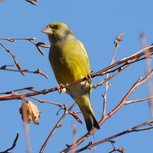 European Greenfinch