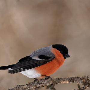 Eurasian Bullfinch