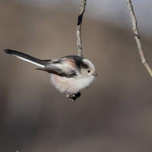 Long-tailed Tit