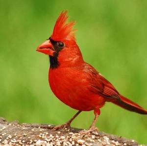 Northern Cardinal