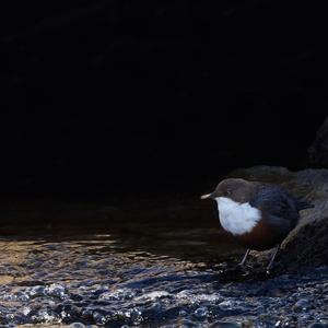 White-throated Dipper