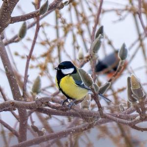 Great Tit